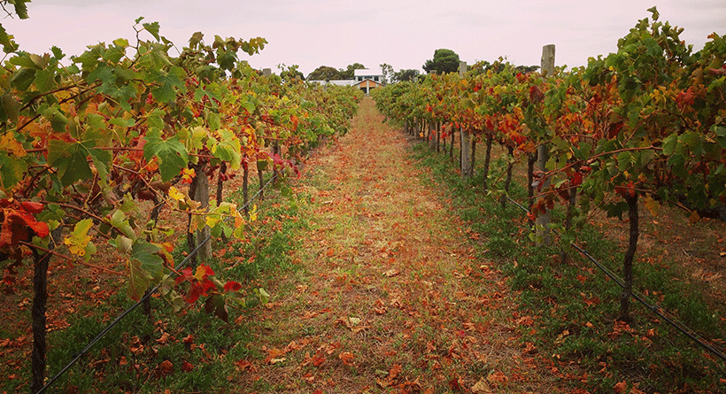 Azur Estate Wines Vineyard